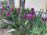 Tulpia und Allium